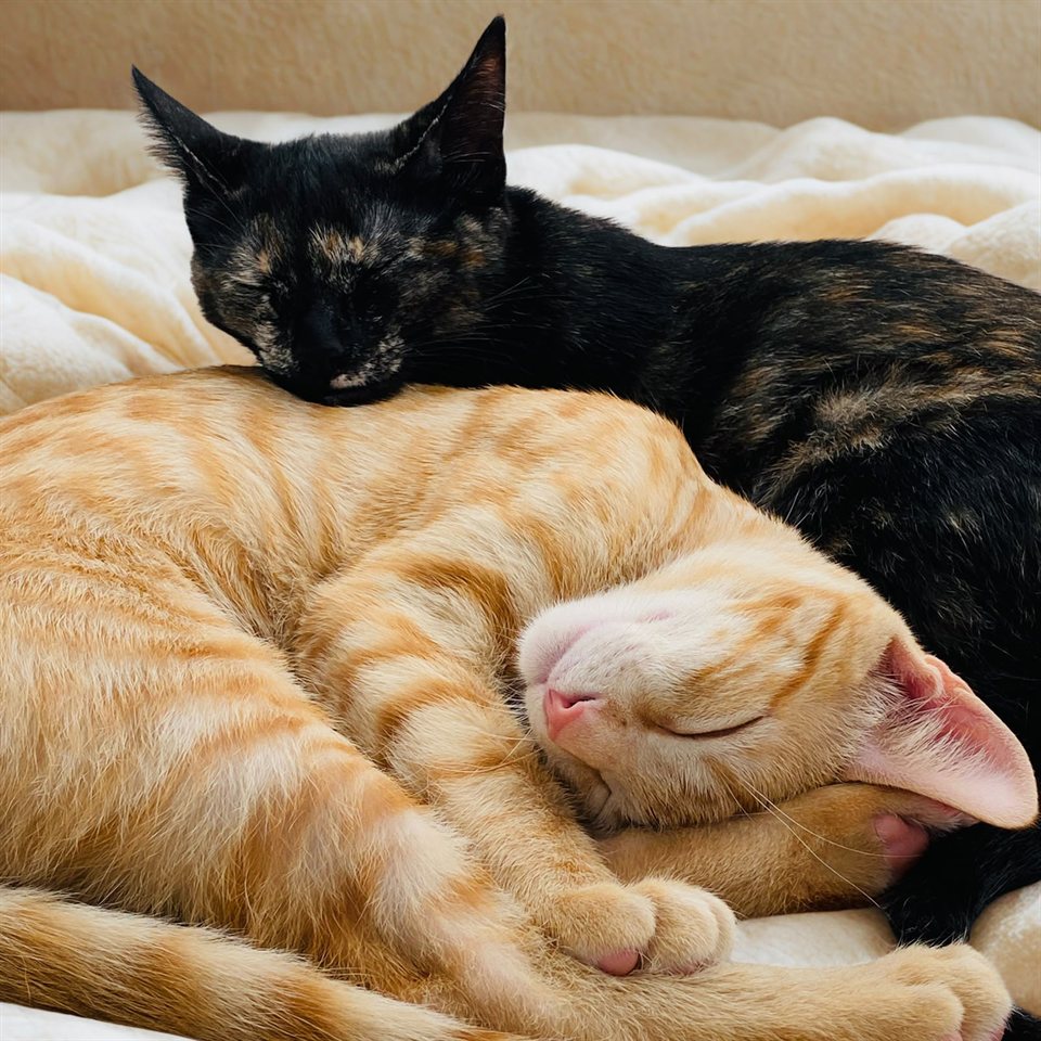 Luke e Leia, os gatos da Fefelina, dormindo abraçados e tranquilos